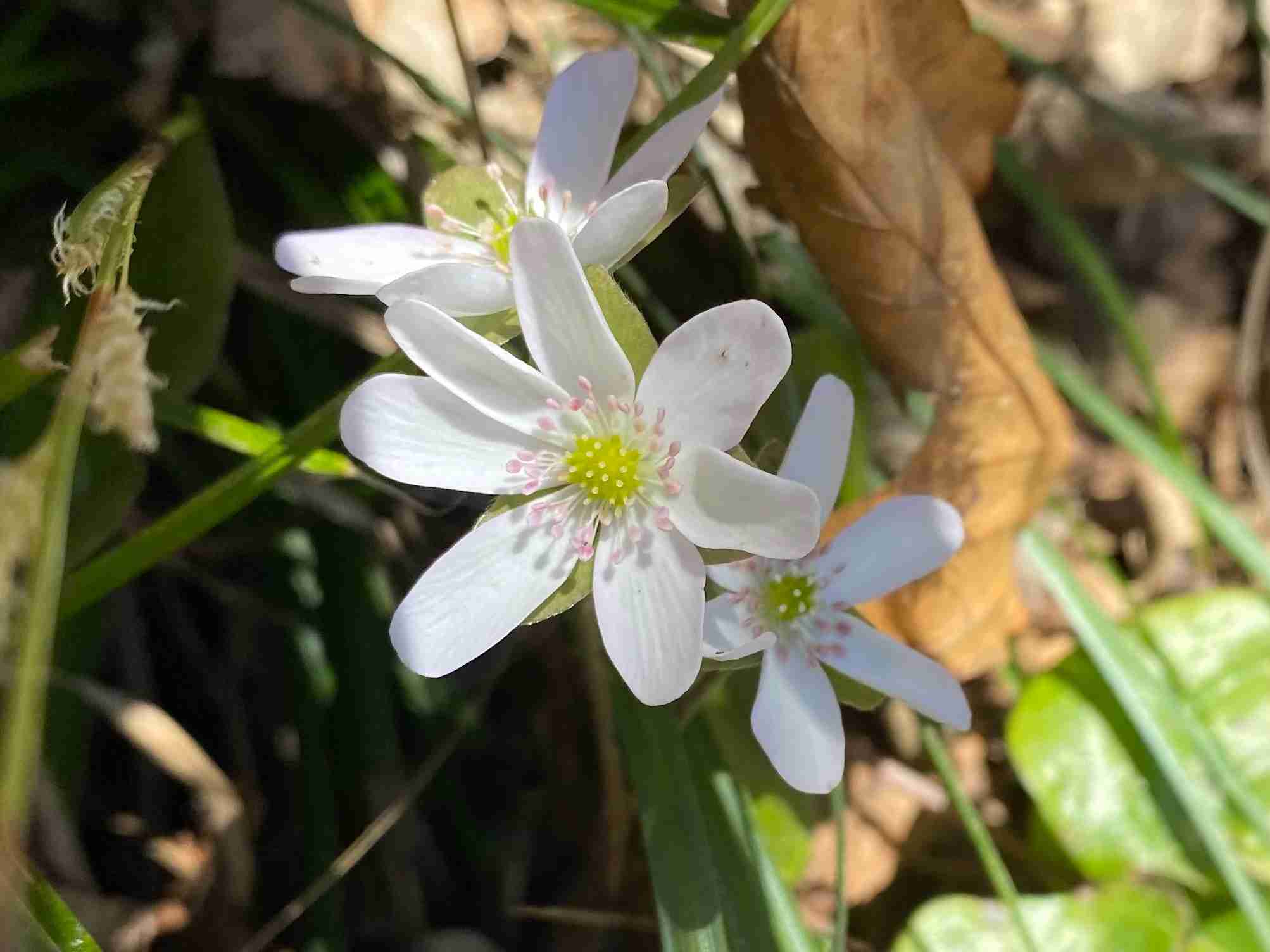 『今日こんな花が咲いてたよ』って報告するトピ🌼