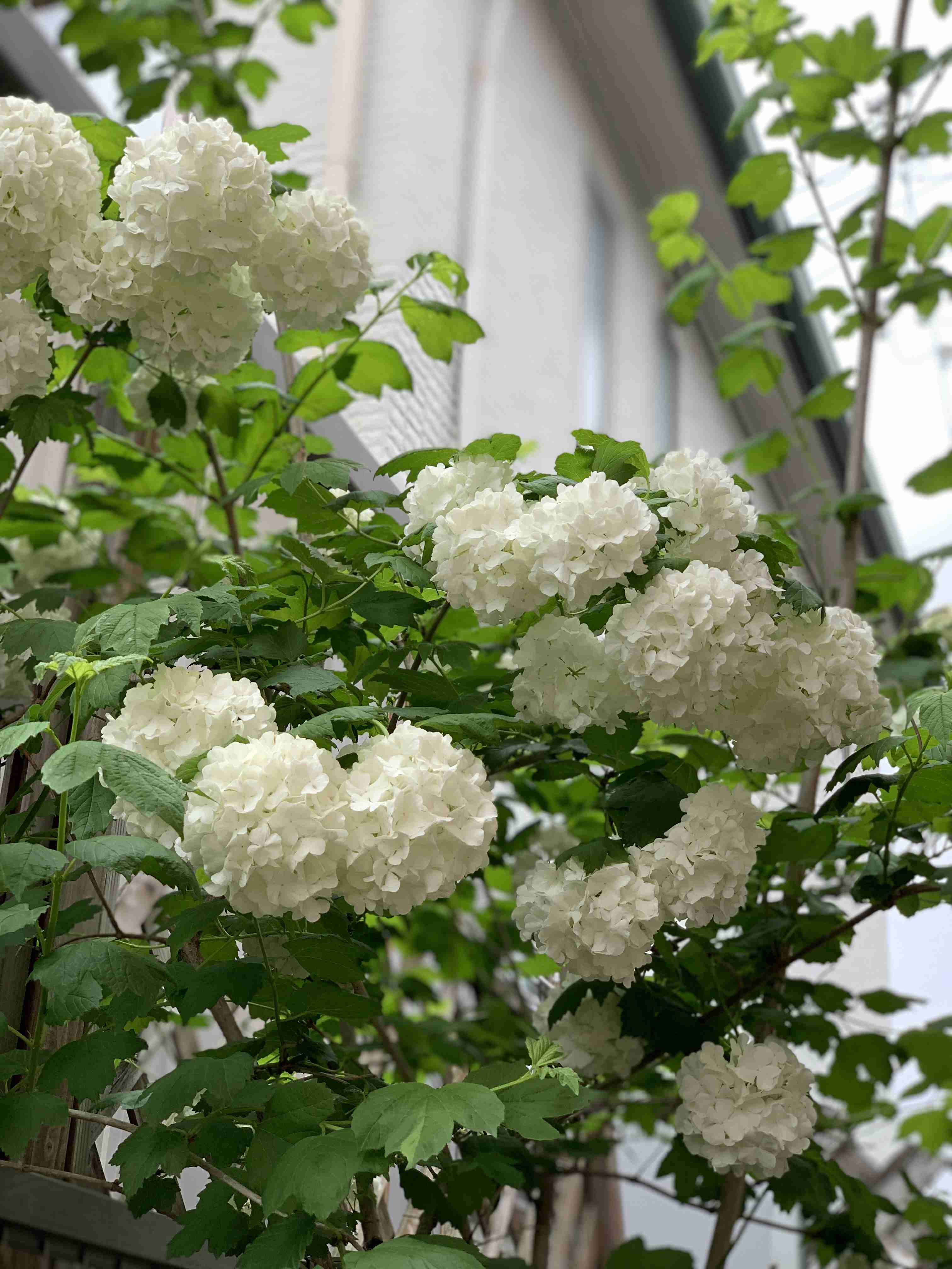 『今日こんな花が咲いてたよ』って報告するトピ🌼