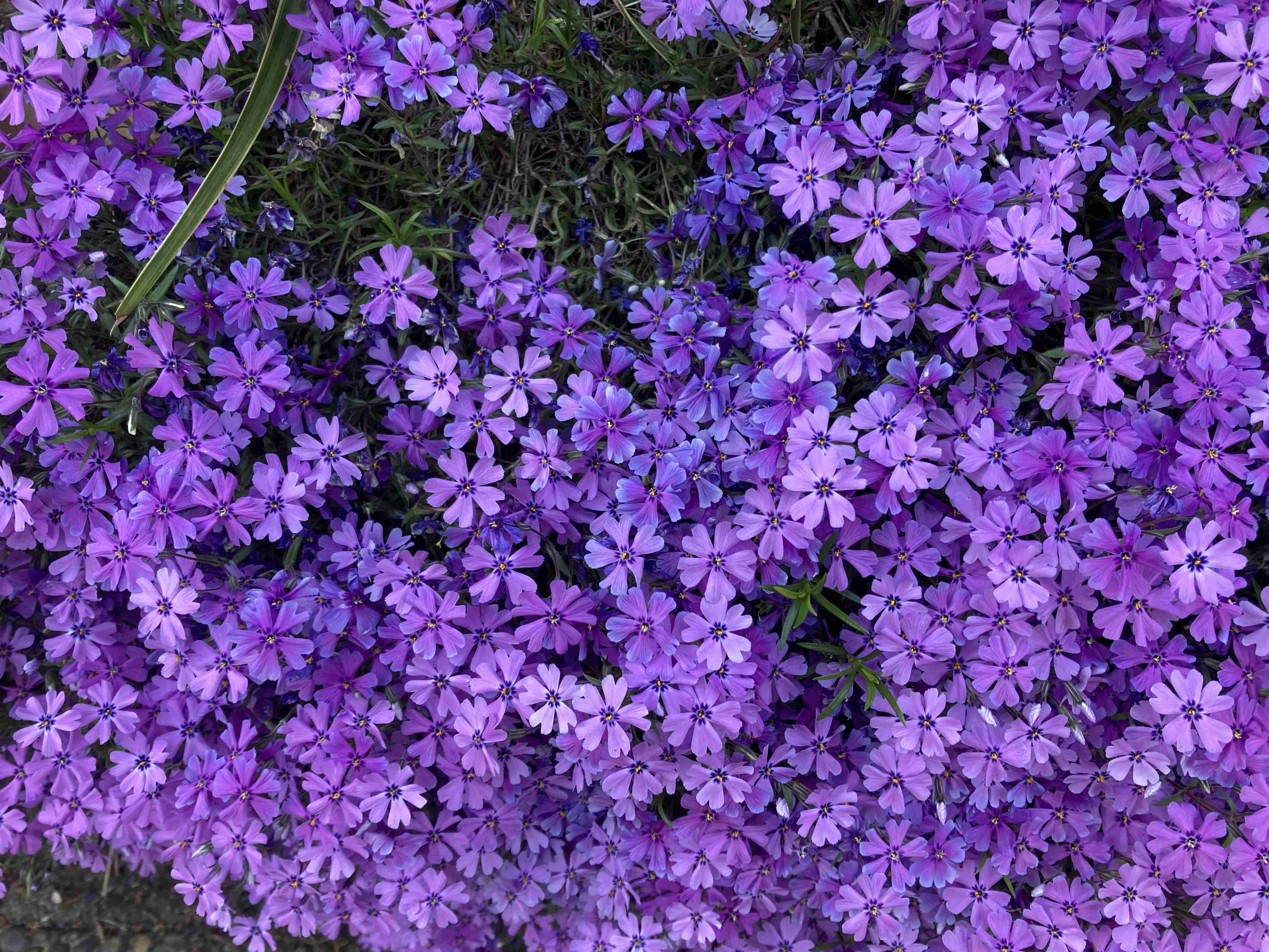『今日こんな花が咲いてたよ』って報告するトピ🌼