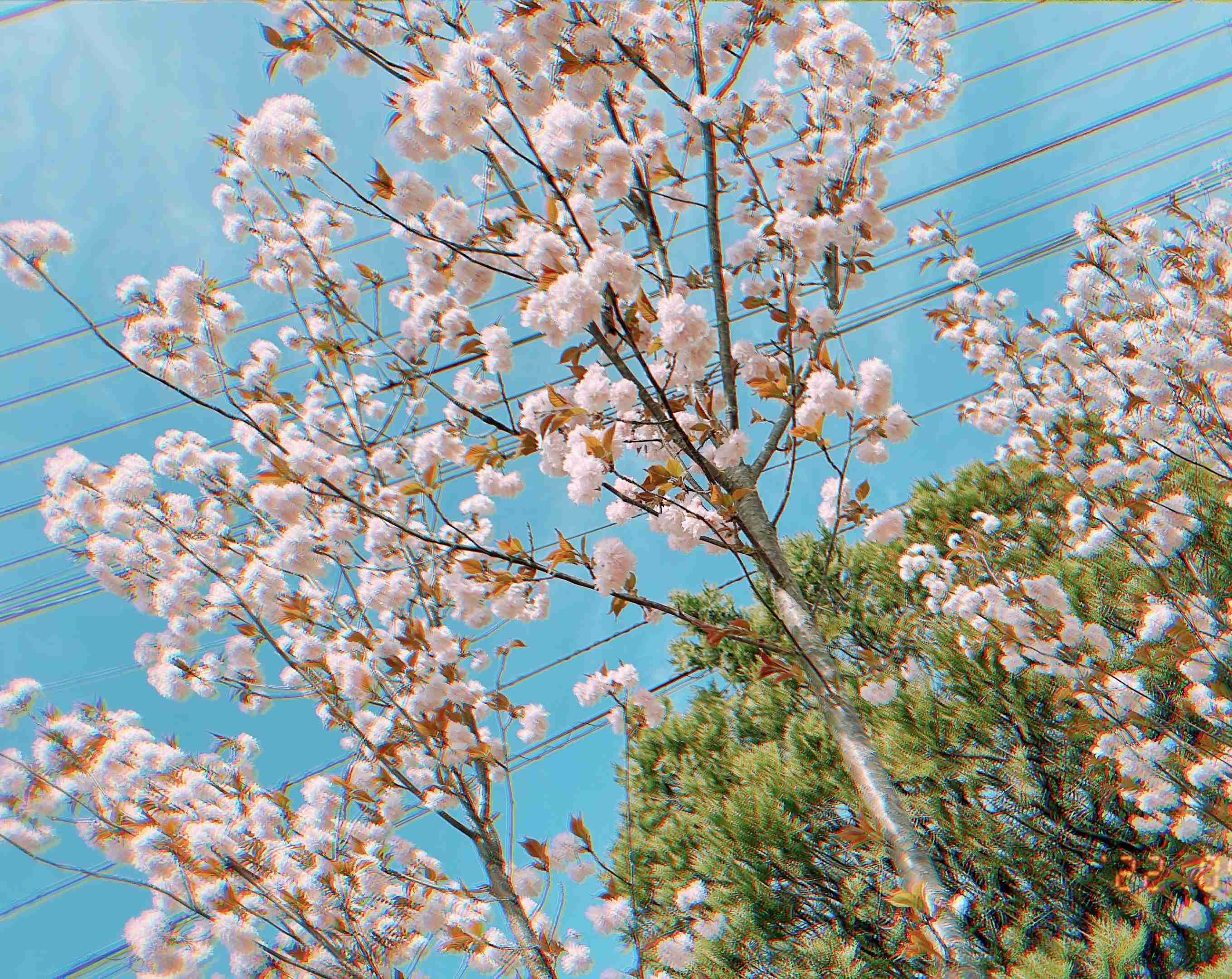 『今日こんな花が咲いてたよ』って報告するトピ🌼