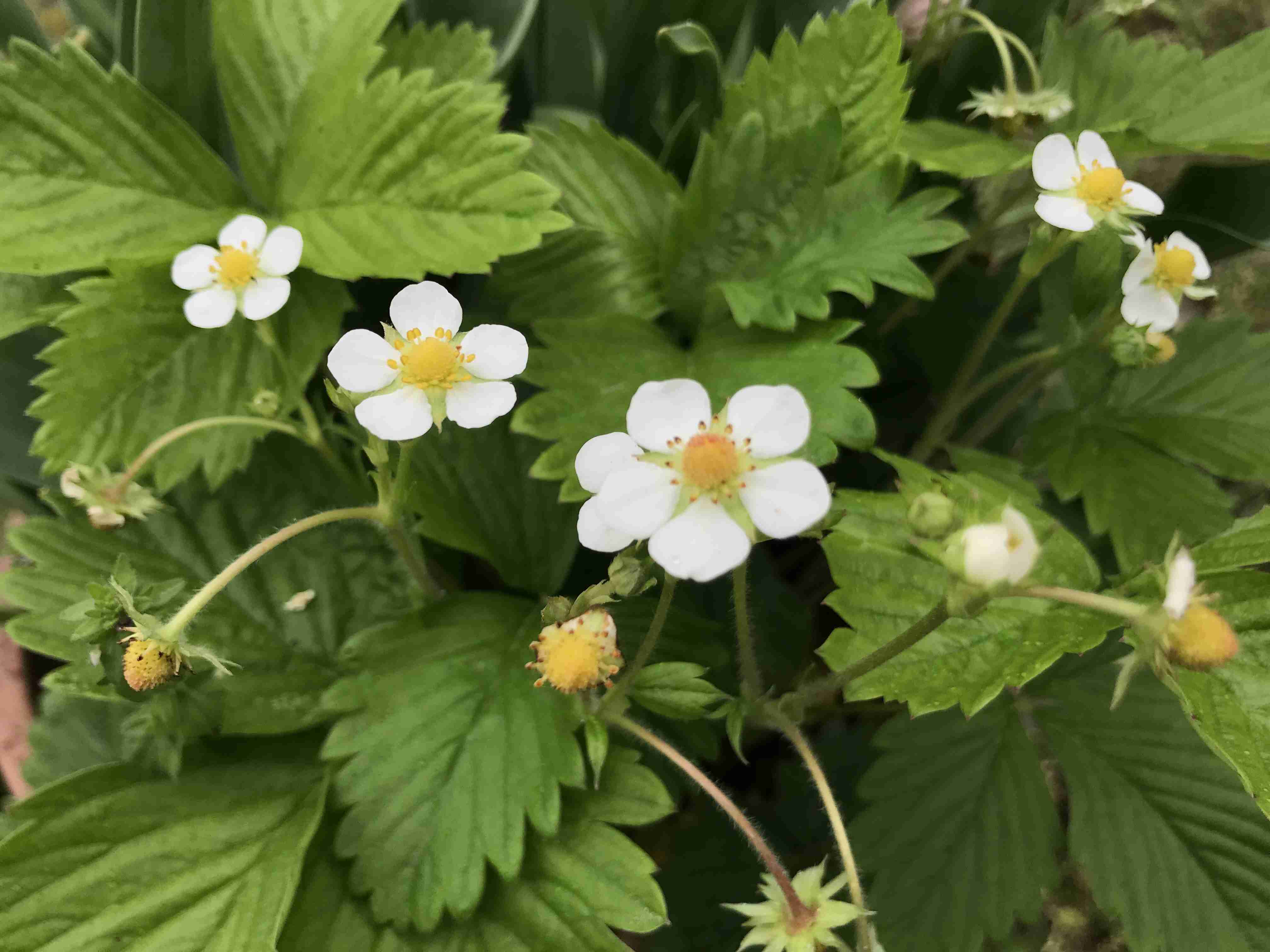 『今日こんな花が咲いてたよ』って報告するトピ🌼