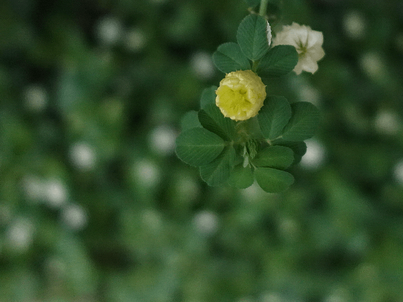 『今日こんな花が咲いてたよ』って報告するトピ🌼