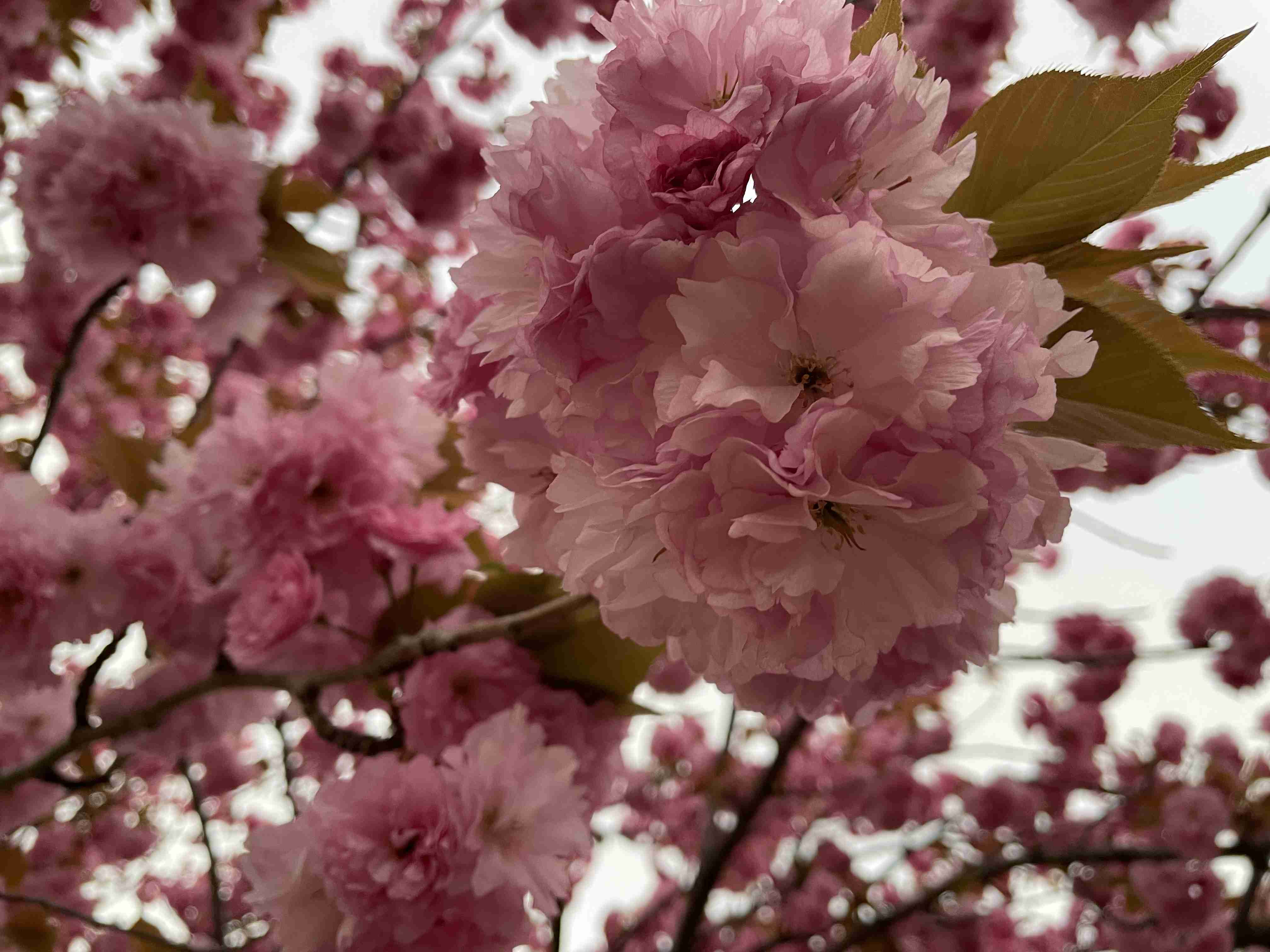 『今日こんな花が咲いてたよ』って報告するトピ🌼
