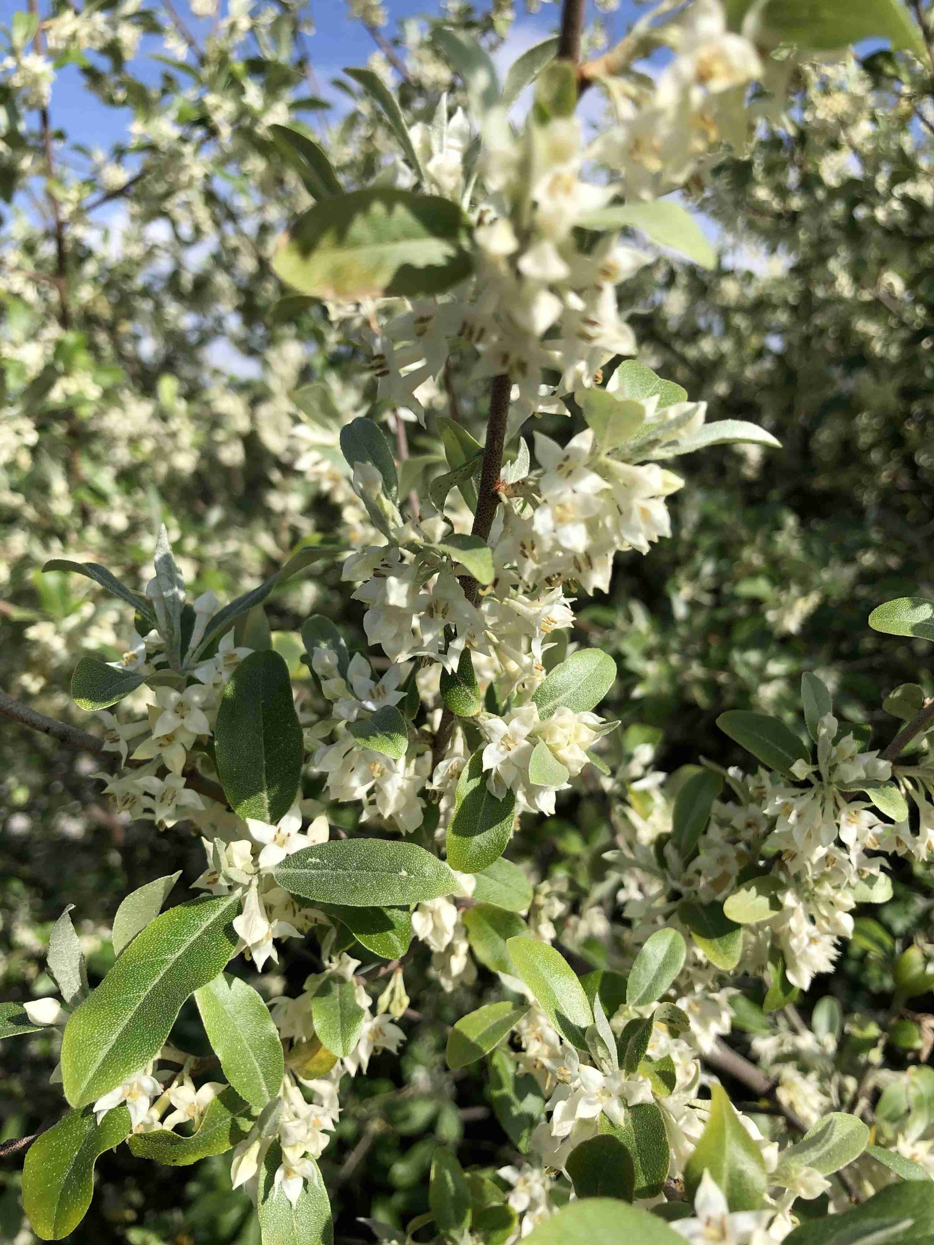 『今日こんな花が咲いてたよ』って報告するトピ🌼