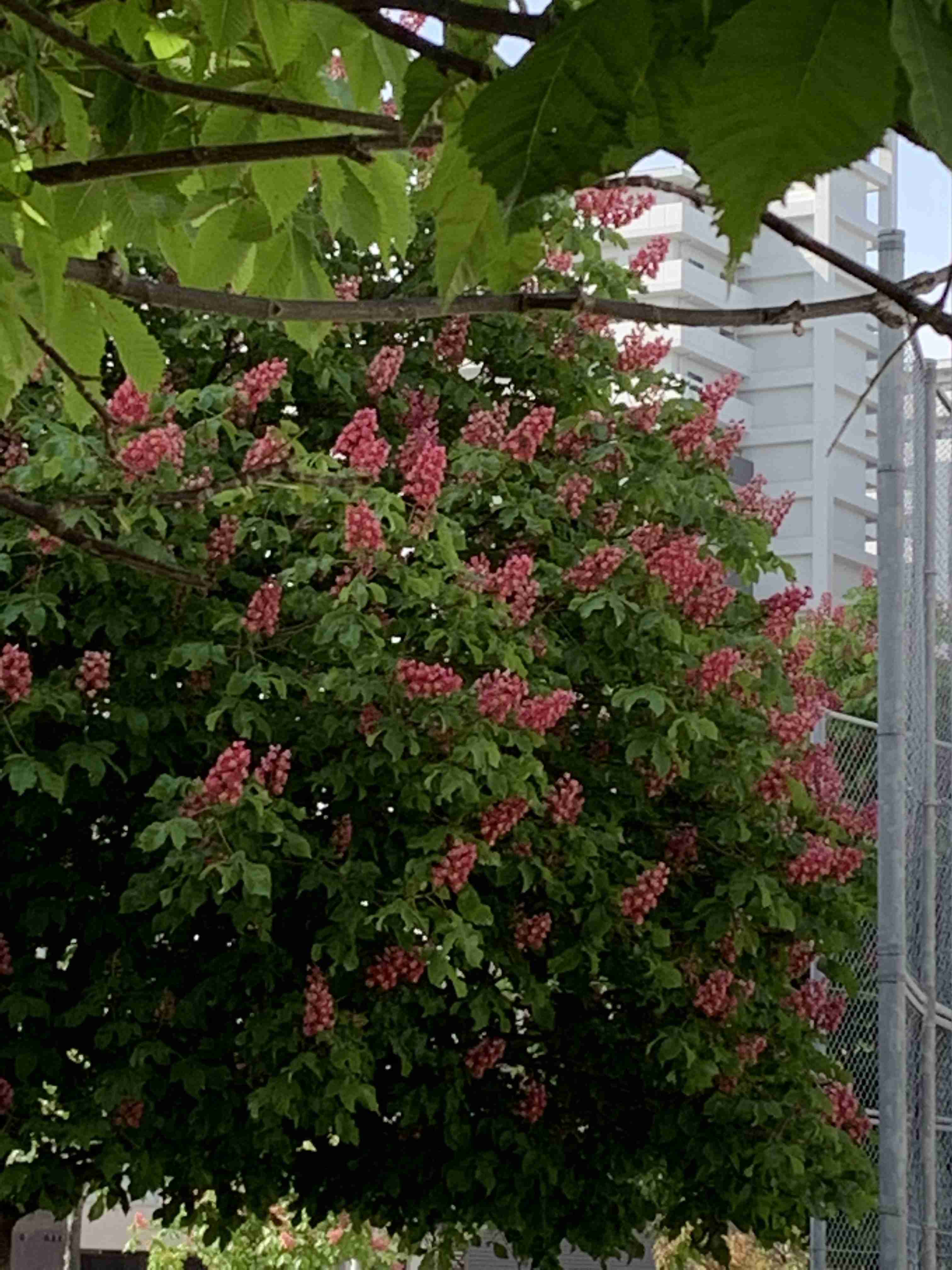 『今日こんな花が咲いてたよ』って報告するトピ🌼