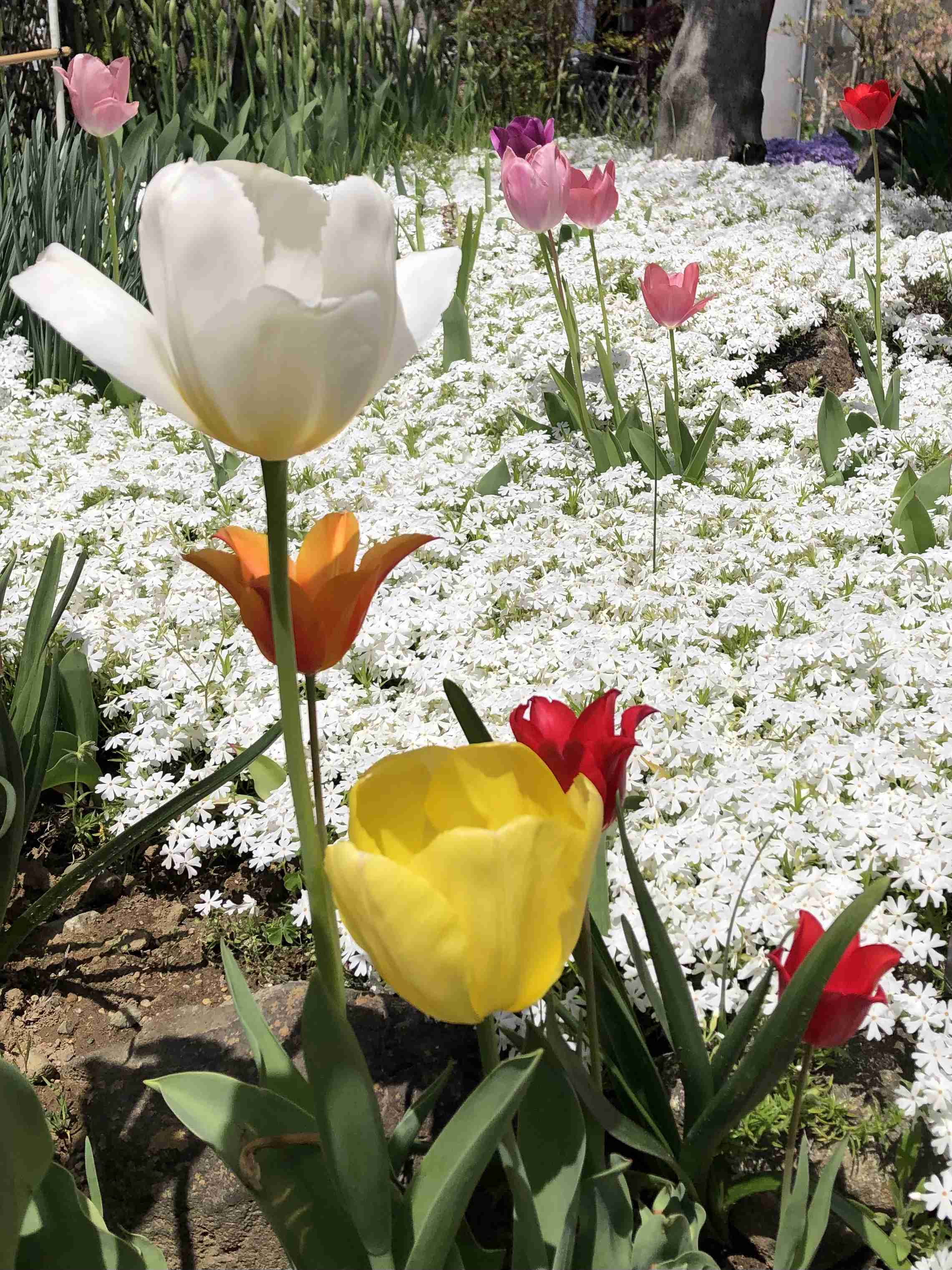 『今日こんな花が咲いてたよ』って報告するトピ🌼