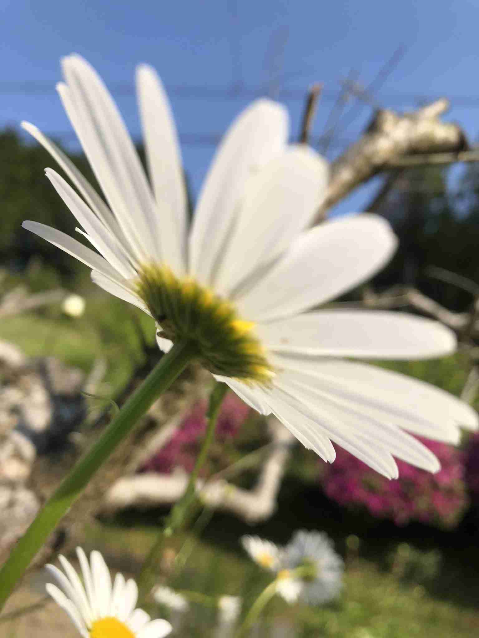 『今日こんな花が咲いてたよ』って報告するトピ🌼