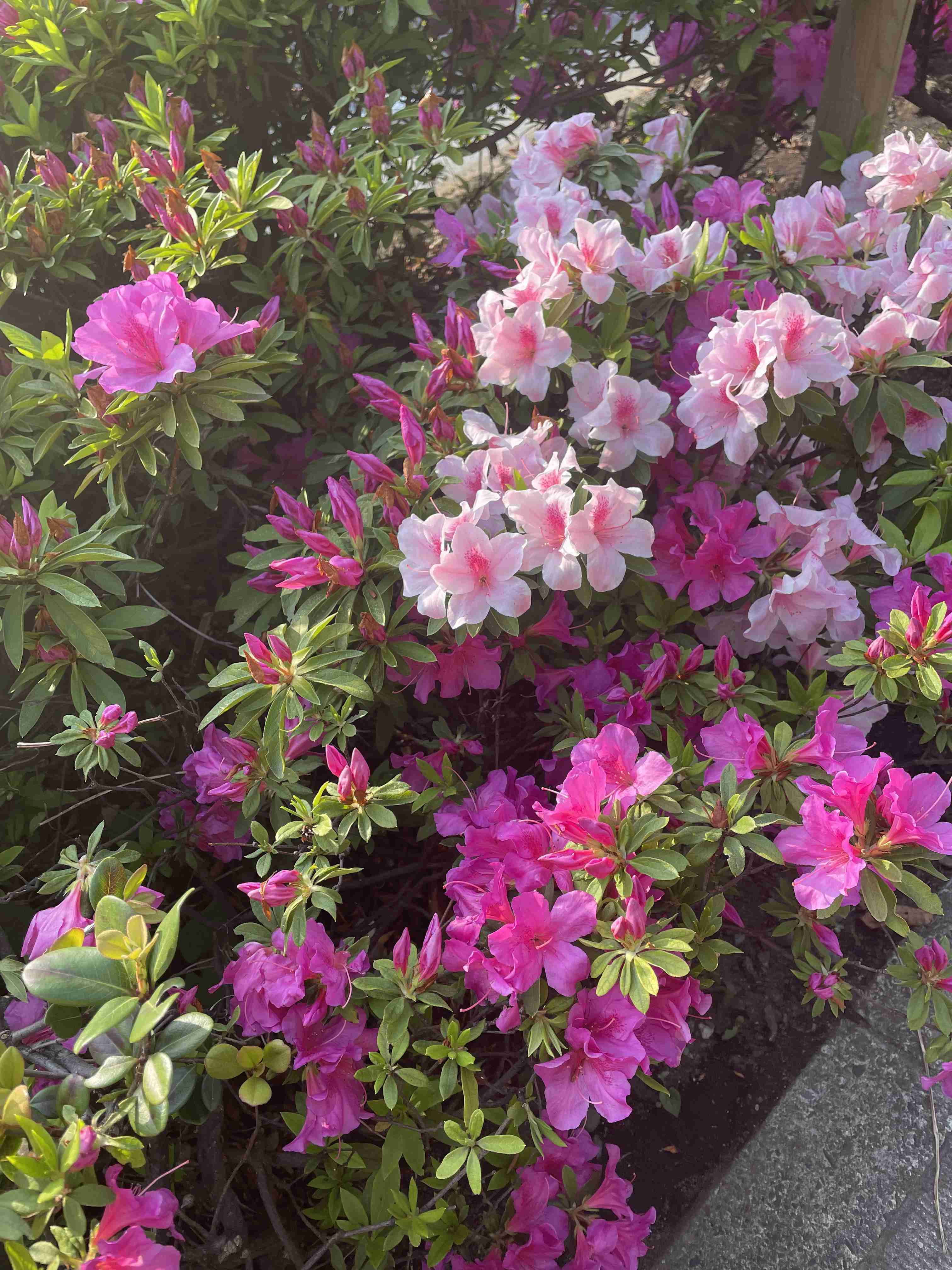 『今日こんな花が咲いてたよ』って報告するトピ🌼