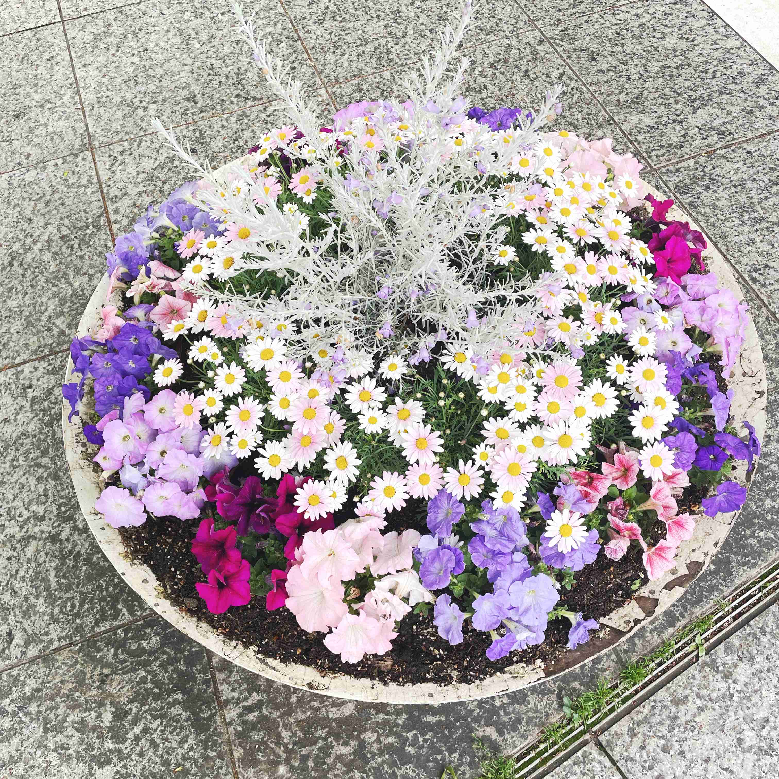 『今日こんな花が咲いてたよ』って報告するトピ🌼