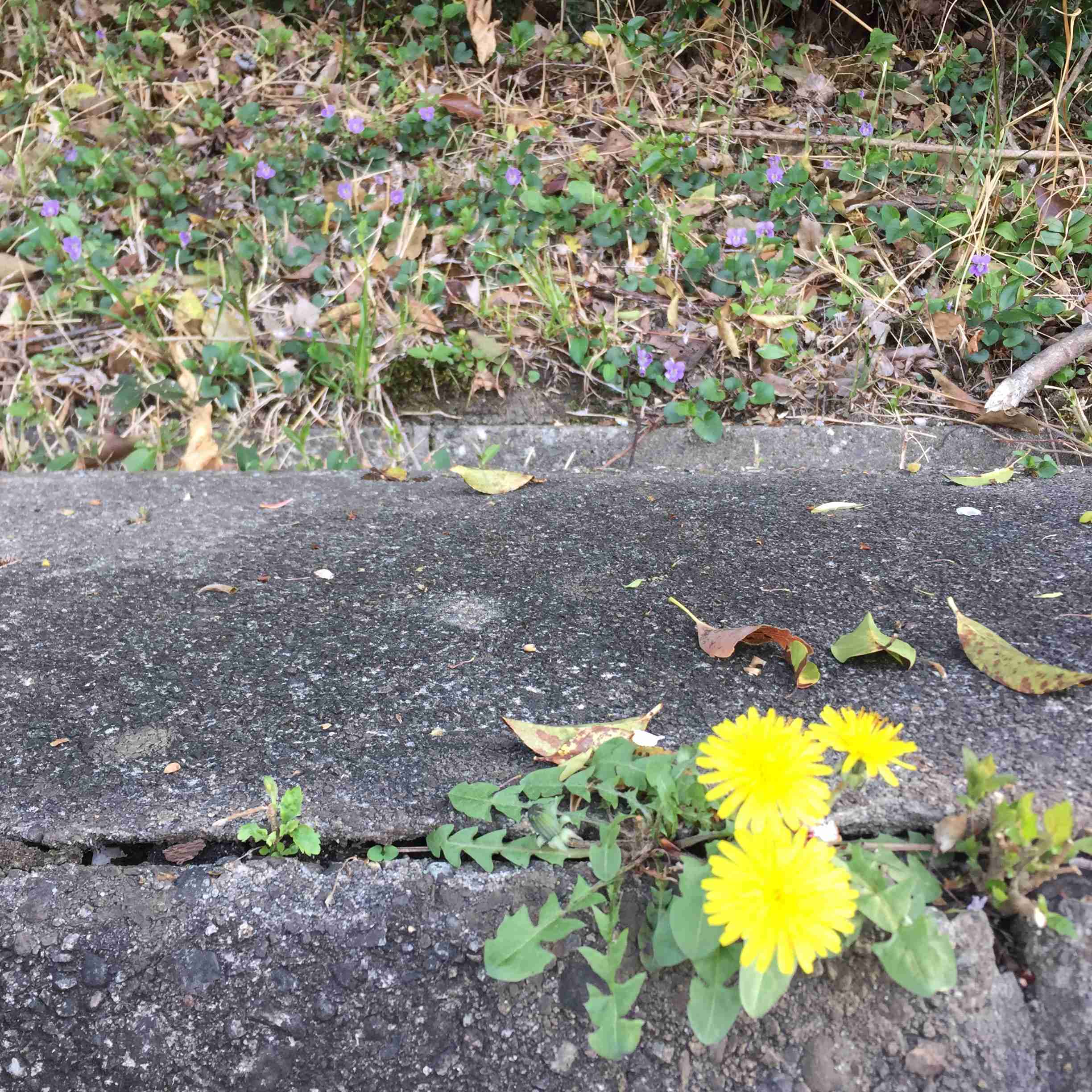 『今日こんな花が咲いてたよ』って報告するトピ🌼