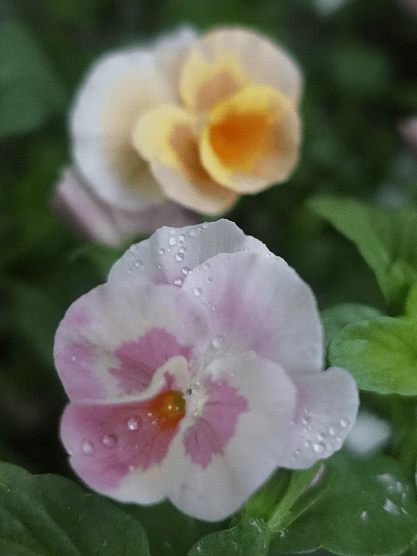 『今日こんな花が咲いてたよ』って報告するトピ🌼