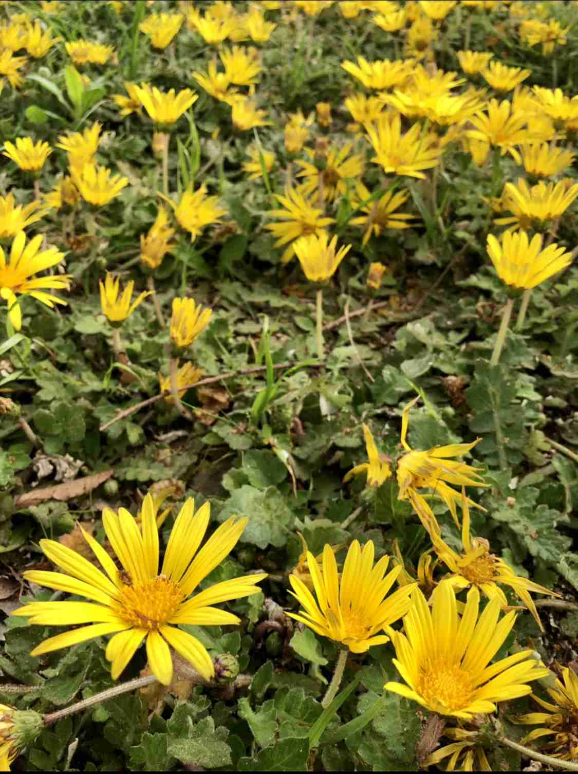 『今日こんな花が咲いてたよ』って報告するトピ🌼