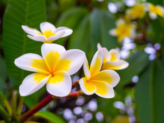 『今日こんな花が咲いてたよ』って報告するトピ🌼