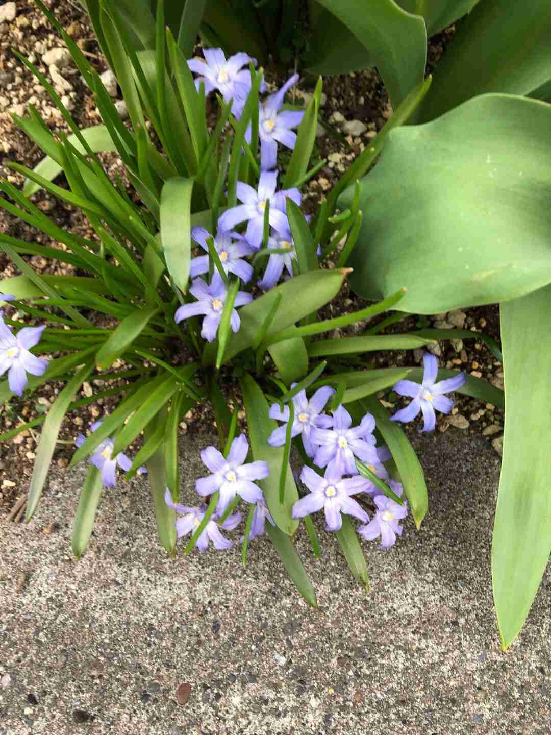 『今日こんな花が咲いてたよ』って報告するトピ🌼