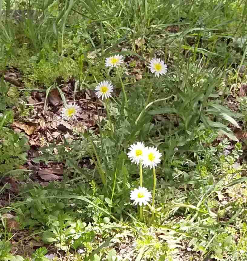 『今日こんな花が咲いてたよ』って報告するトピ🌼