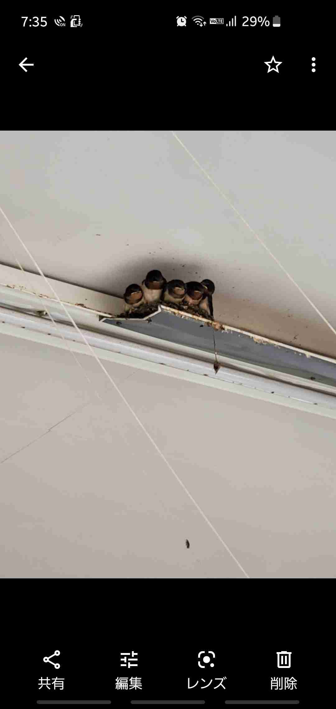 「帰宅したらツバメが住み着いている」 話題のツイートから学ぶ「鳥の巣」撤去の注意点