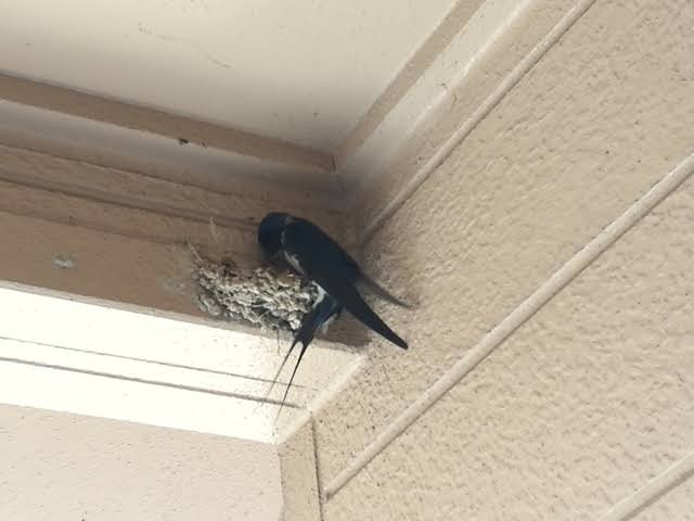 「帰宅したらツバメが住み着いている」 話題のツイートから学ぶ「鳥の巣」撤去の注意点