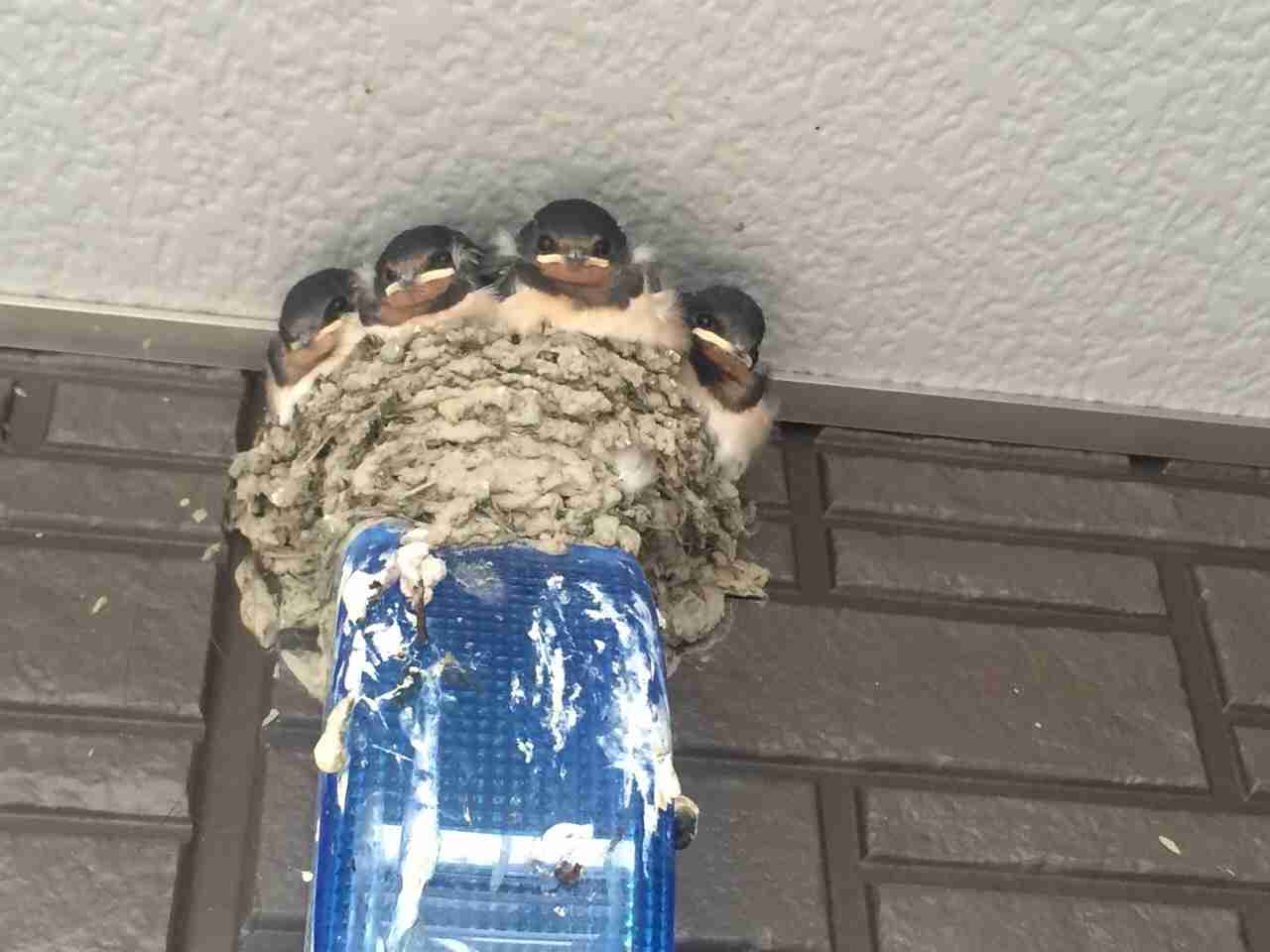 「帰宅したらツバメが住み着いている」 話題のツイートから学ぶ「鳥の巣」撤去の注意点