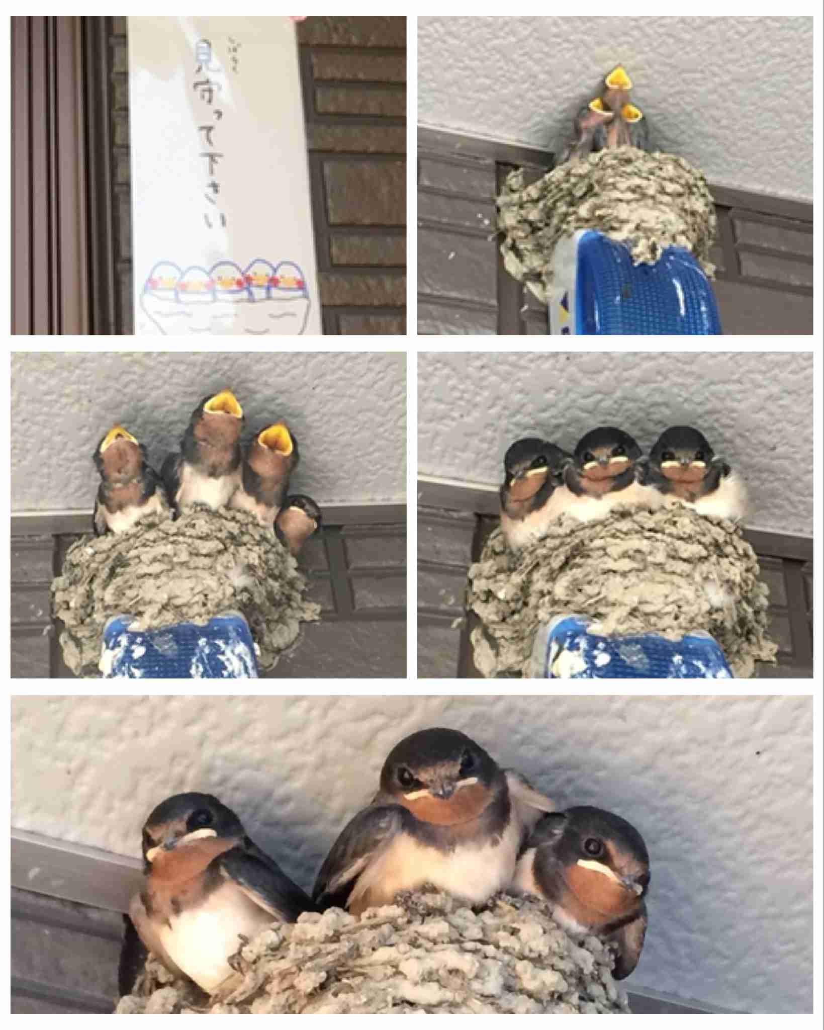 「帰宅したらツバメが住み着いている」 話題のツイートから学ぶ「鳥の巣」撤去の注意点