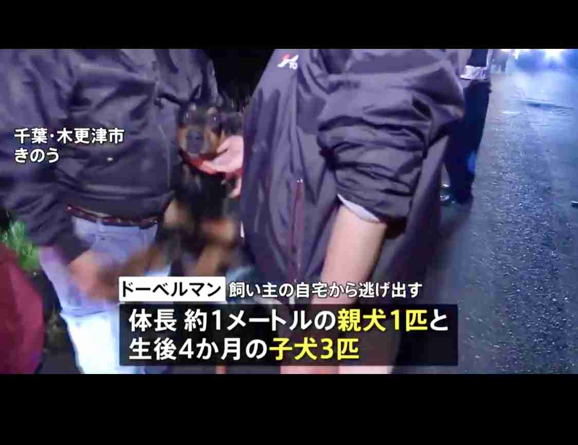 「ドーベルマンが複数逃げ出した」警察官20人体制で捜索中 木更津市