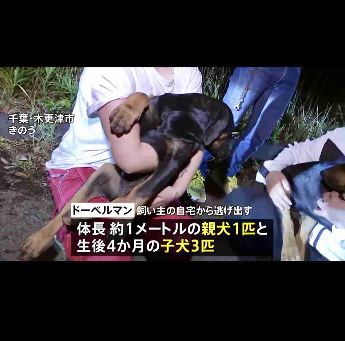「ドーベルマンが複数逃げ出した」警察官20人体制で捜索中 木更津市