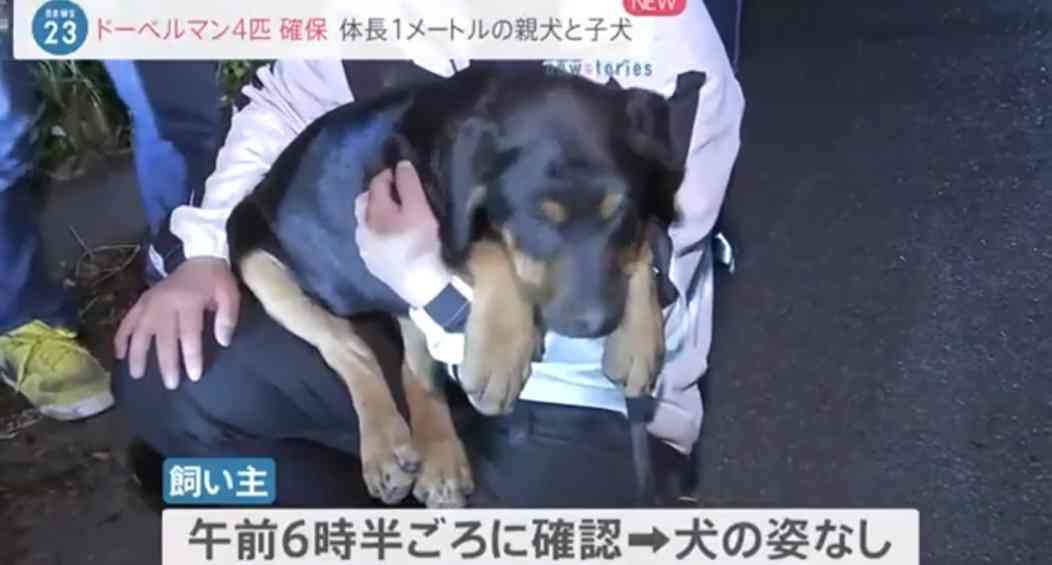 「ドーベルマンが複数逃げ出した」警察官20人体制で捜索中 木更津市