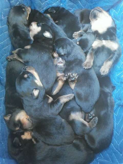 動物たちの集合体