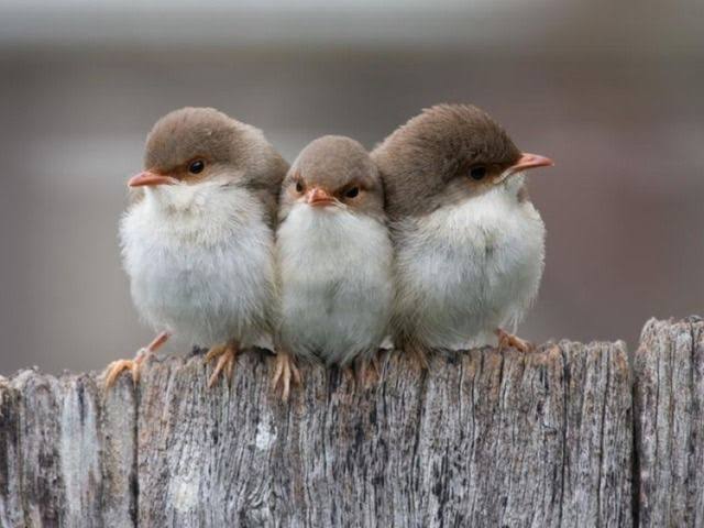 動物たちの集合体
