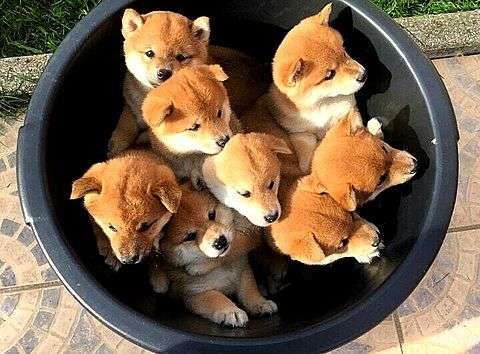 動物たちの集合体