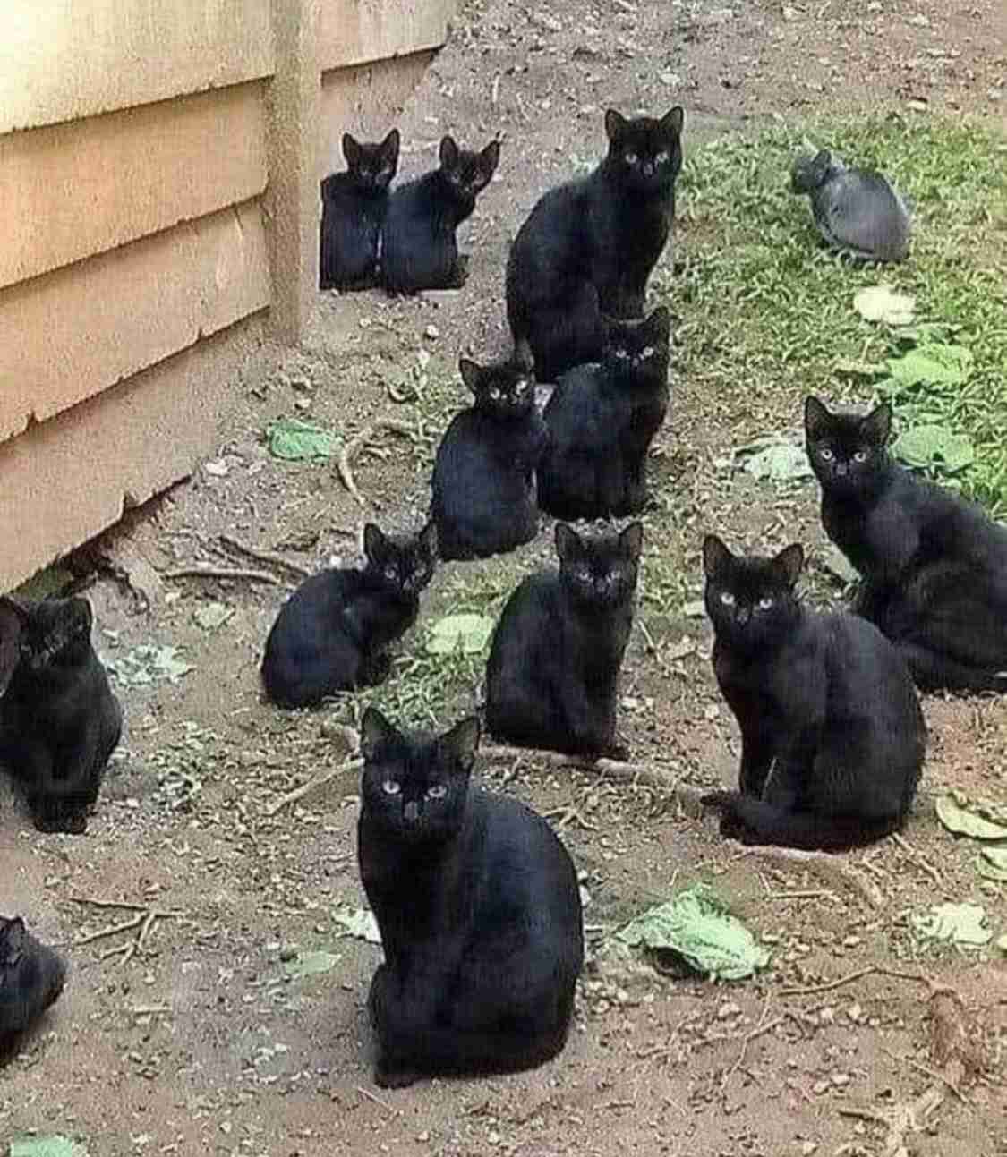 動物たちの集合体