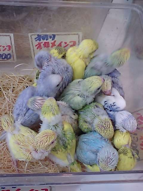 動物たちの集合体
