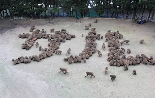 動物たちの集合体