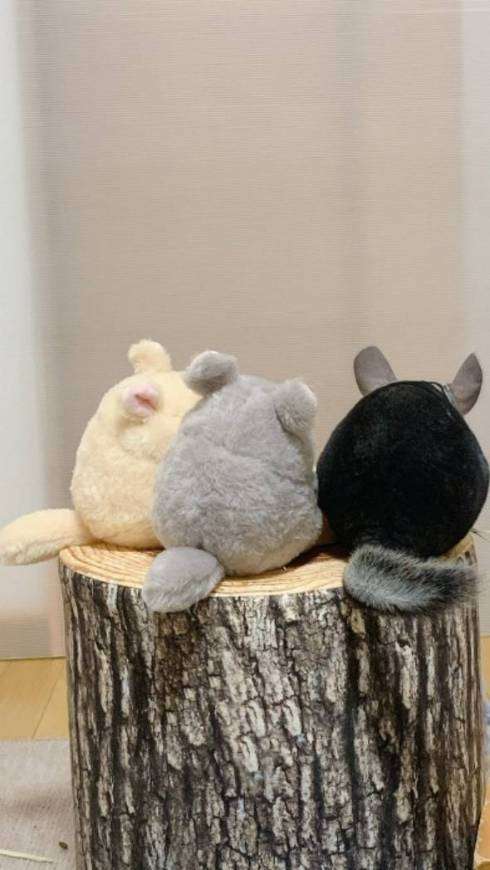 動物たちの集合体