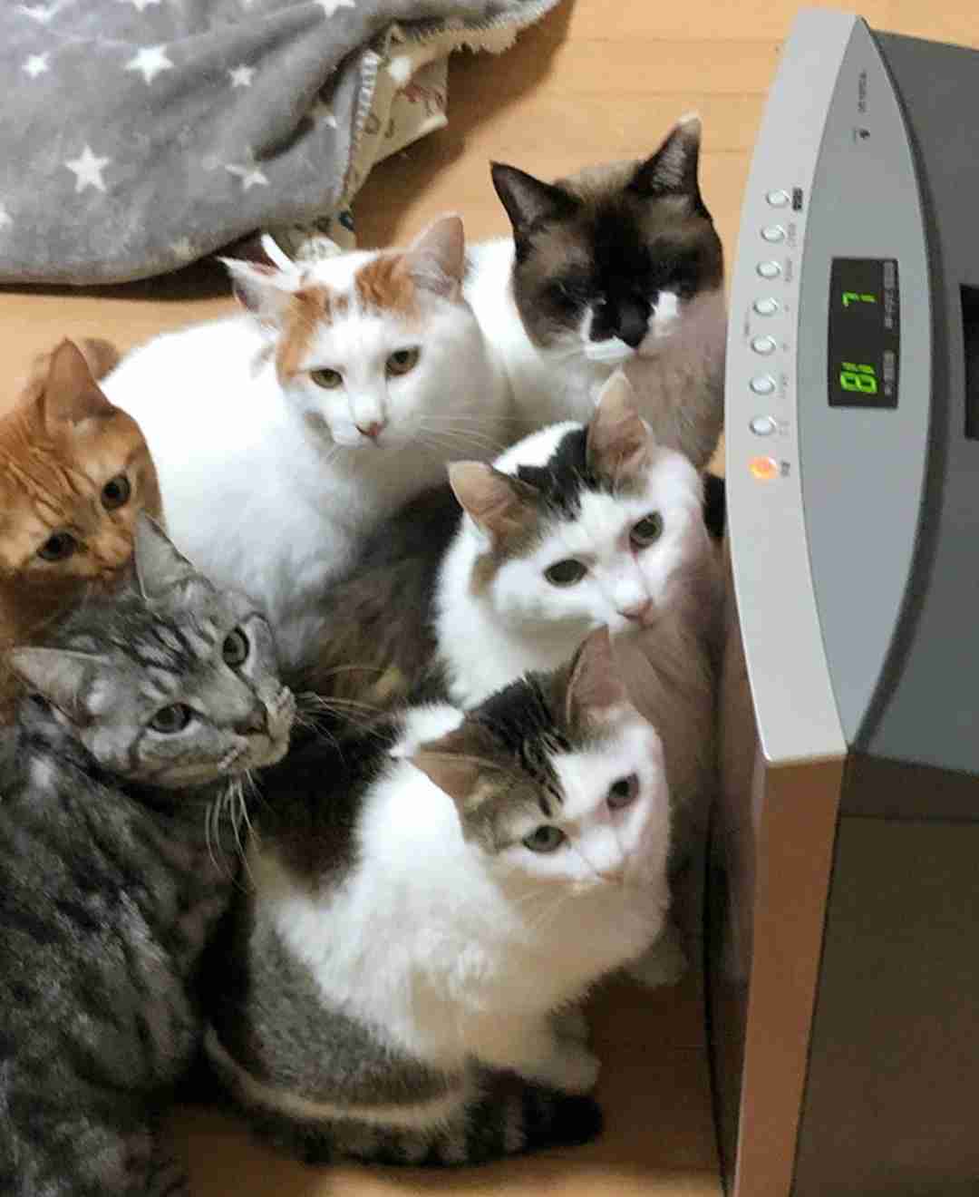 動物たちの集合体