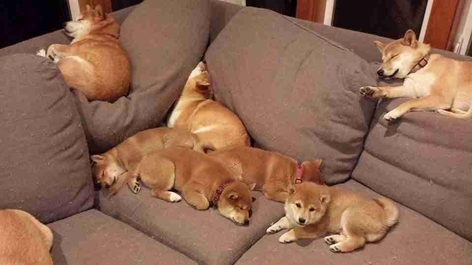 動物たちの集合体