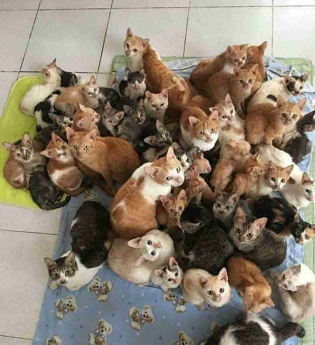 動物たちの集合体
