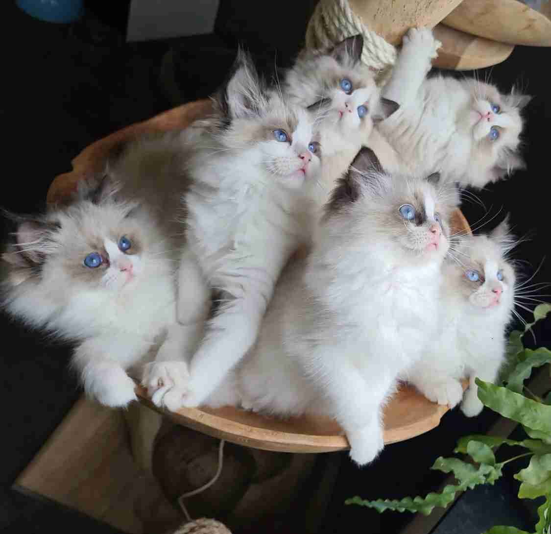 動物たちの集合体