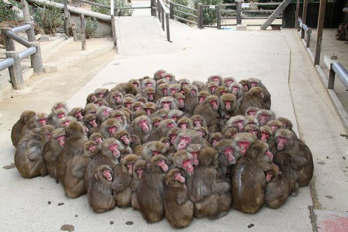 動物たちの集合体