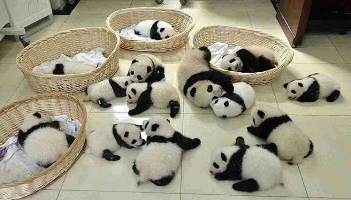 動物たちの集合体