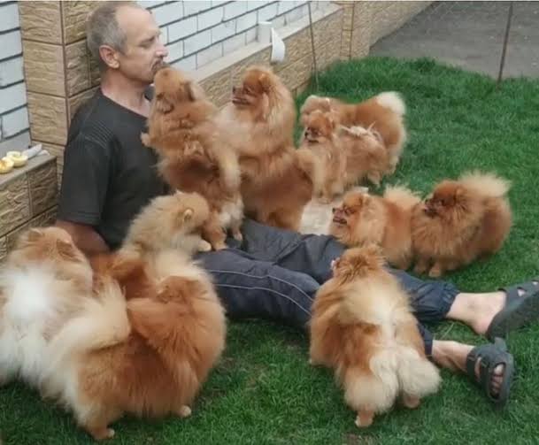 動物たちの集合体