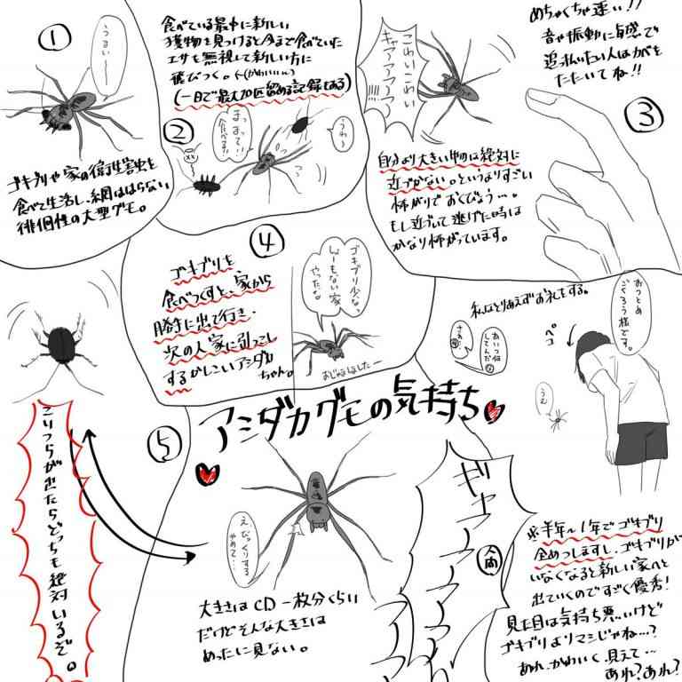 蜘蛛と同居してる人part4