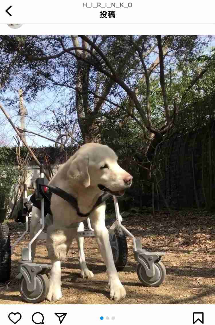老犬介護 U^ェ^U