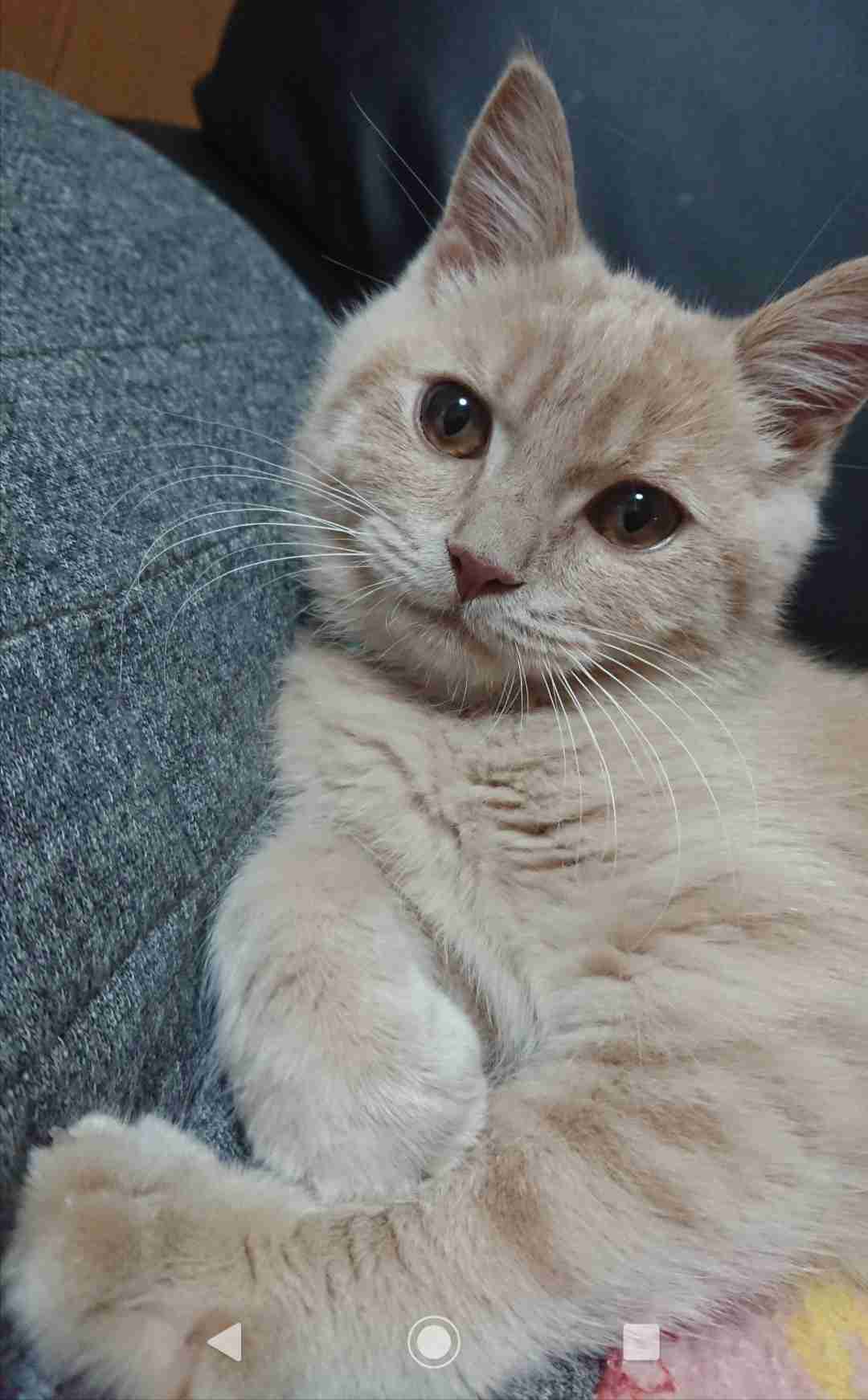 愛猫の子猫時代 part2