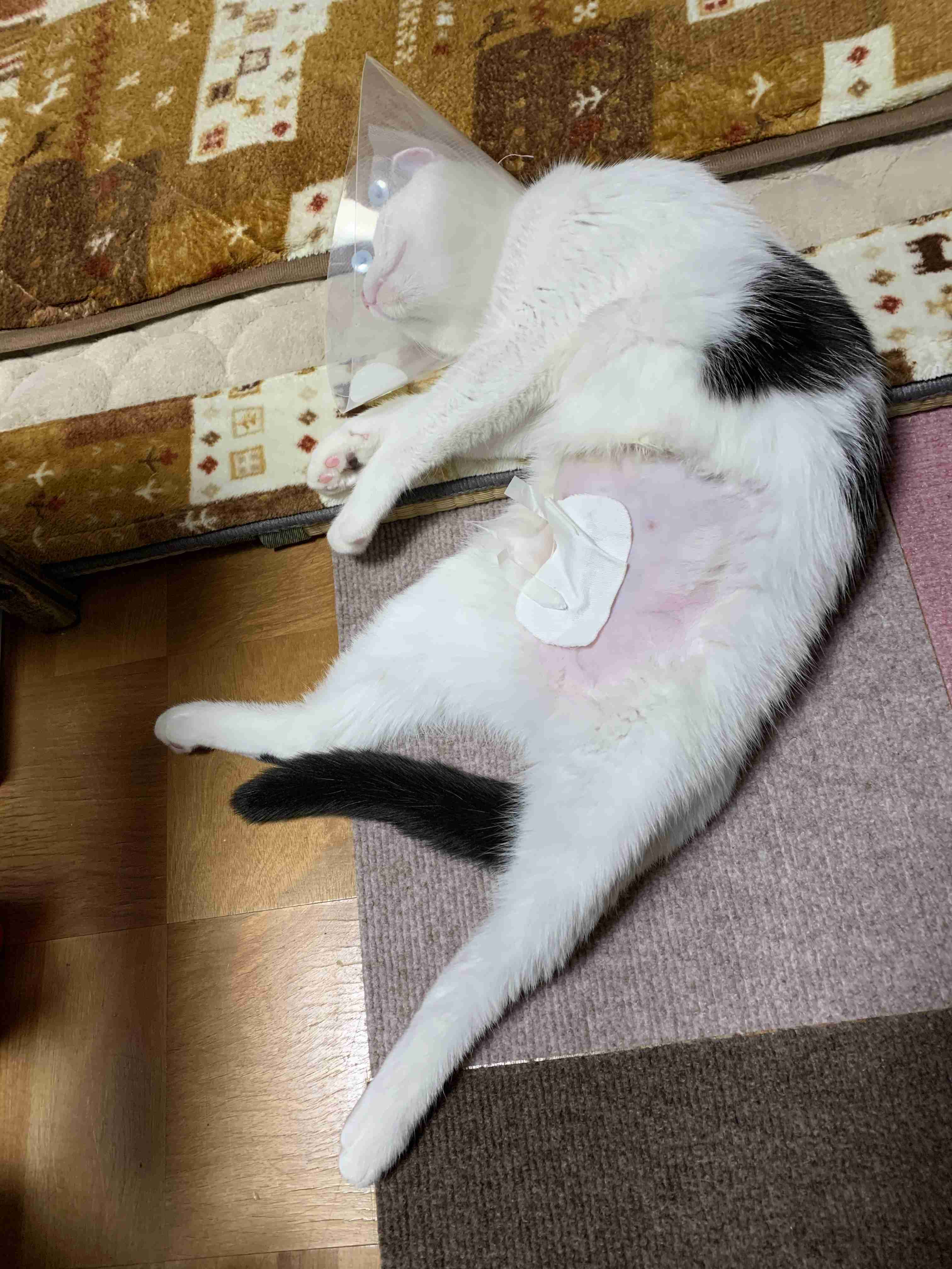 愛猫の子猫時代 part2