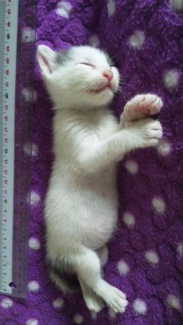 愛猫の子猫時代 part2