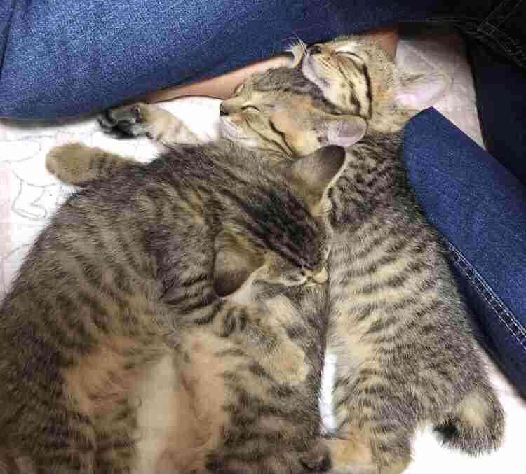 愛猫の子猫時代 part2