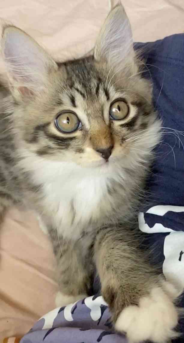 愛猫の子猫時代 part2