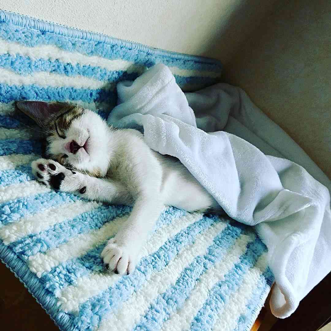 愛猫の子猫時代 part2