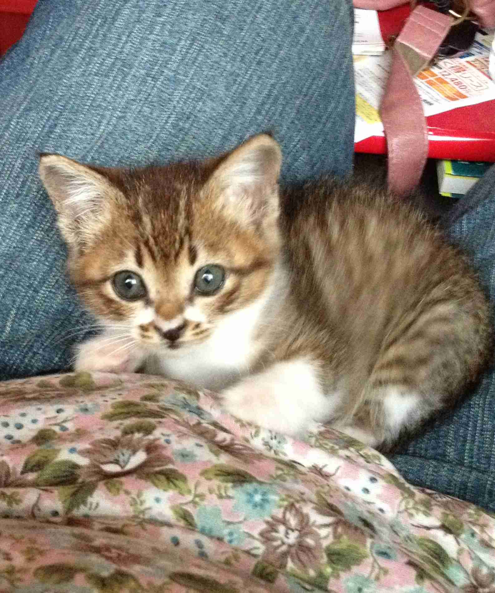 愛猫の子猫時代 part2