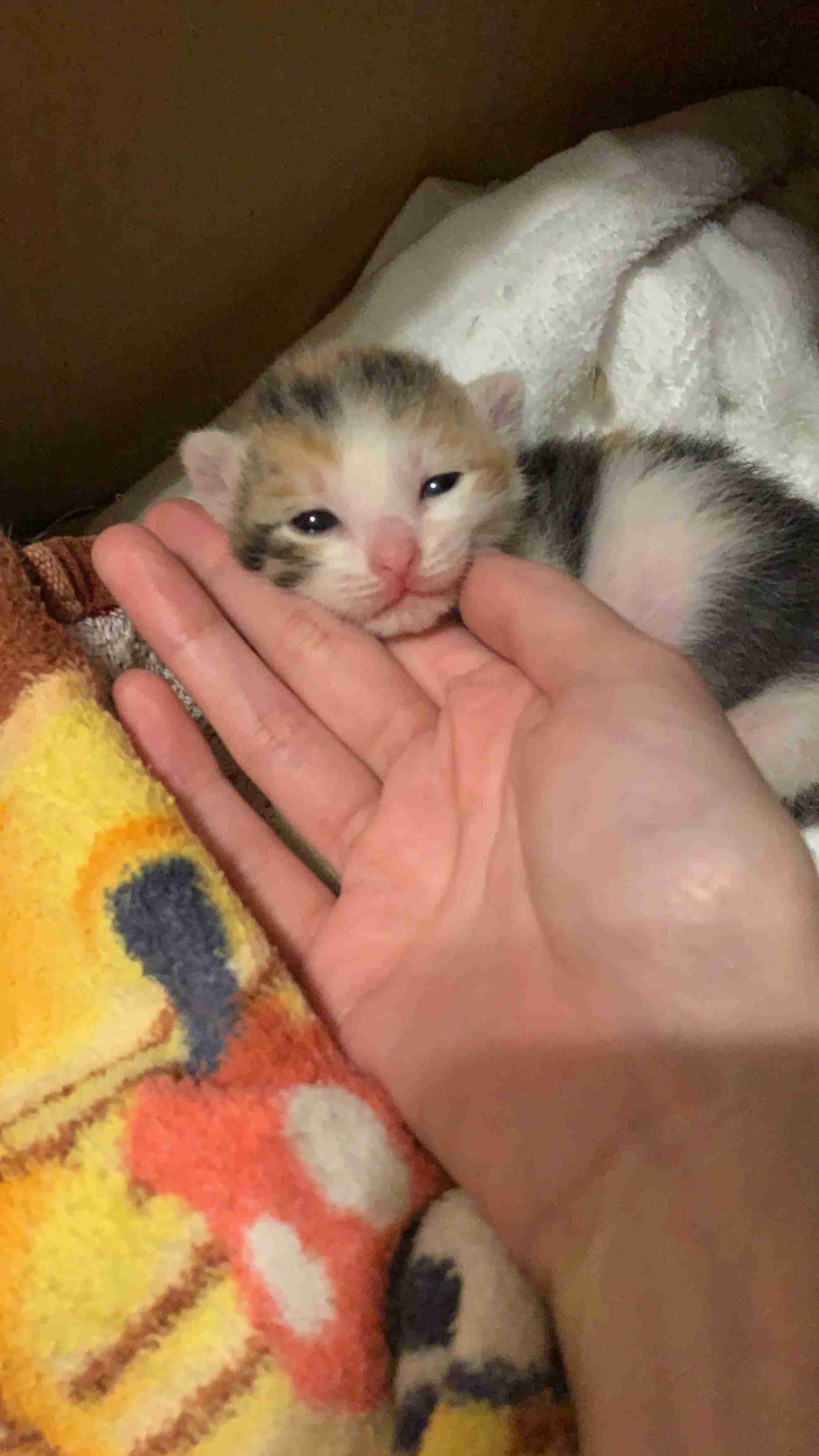 愛猫の子猫時代 part2